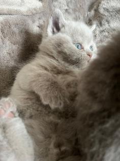 2 BKH Kitten an liebevolle Hände abzugeben