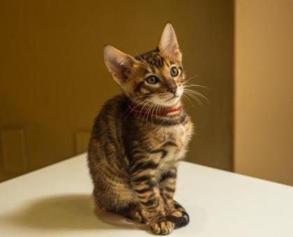 TOYGER letztes Kätzchen
