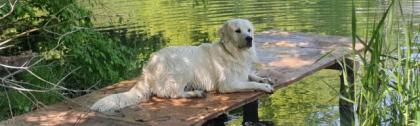 Golden Retriever Deckrüde