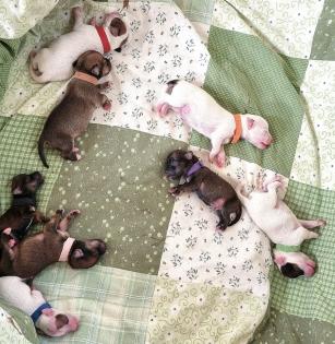 Jack Russel Terrier Welpen