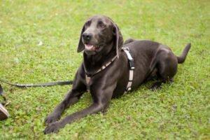JOE FRITZ - männlich 2 Jahre 63 cm 32 kg Weimaraner Gechipt