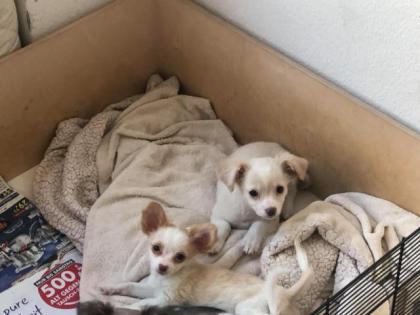 Zuckersüße Langhaar Chihuahua Mädchen