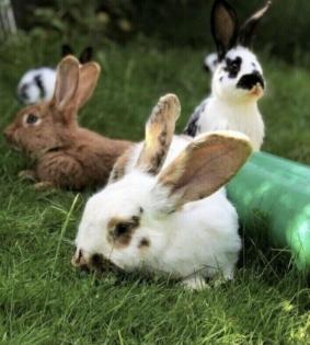 Vermittlung/ Aufnahme von Kaninchen