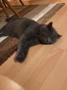 BKH DECKKATER
