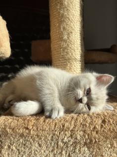 BKH Kitten Weibchen