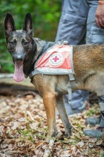 Malinois Welpen reinrassig mit Ahnentafel