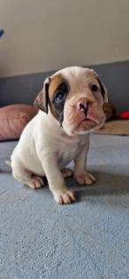Boxer OEB Mix