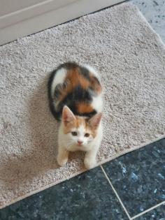 Wunderschöne Maine Coon Mix Kitten