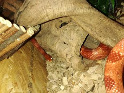 Bildschönes Kornnatternpaar mit Terrarium