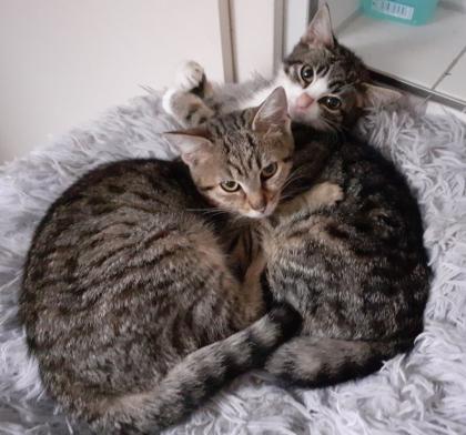 Nanny sucht dringend ein Zuhause aus dem Tierschutz / gechipt, geimpft, kastriert