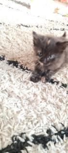 Katzenbabys Kitten abzugeben