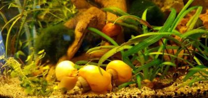 Apfelschnecken Wunderschöne Schnecken Gelb, mit dem Axolotl geeignet.
