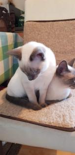 Siam / Thai Kitten Blue Point, Babys, Kätzchen. 1 Junge. Abgabebereit.