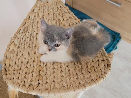 Reinrassige BKH Kitten auszugsbereit