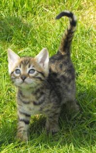 Bengalkitten mit Stammbaum