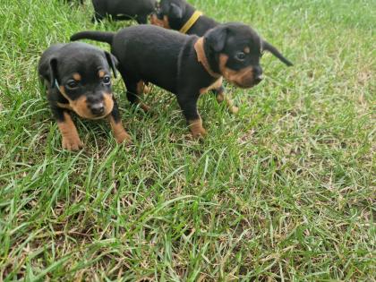 Zwergpinscher/Rehpinscherwelpen