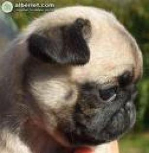 Mops kleine Hunde