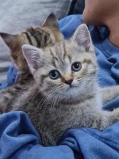 BKH Kitten