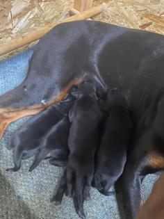 Zwei Dobermann Rüden abzugeben