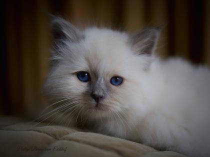 Heilige Birma Kitten mit Stammbaum