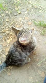 Kitten Maincoon-Russischblau-Hauskatze-Mix