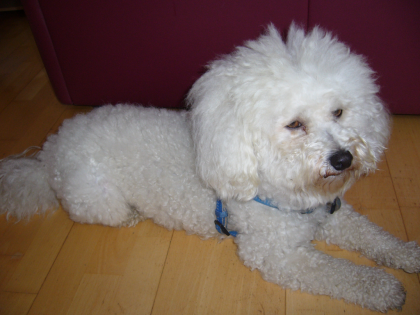 Deckhund Bichon-Frise Reinrassig, hat schon einmal sich erfolgreich vermehrt.