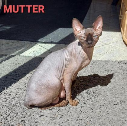 Canadische, Kanadische Sphynx Kitten mit Stammbaum