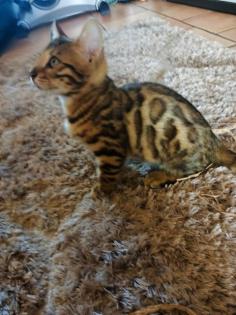 Bengal Kitten