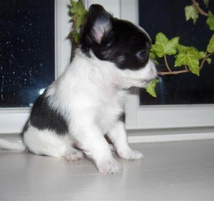 Chihuahua Welpen zur Annahme vorgelegt.