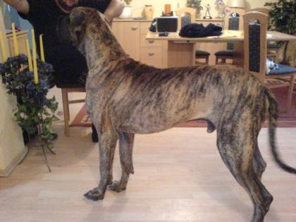 Deutsche dogge Gestromt mit DDC Papieren