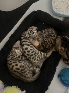 4 zuckersüße Bengal Kitten