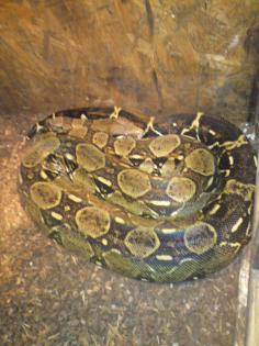 Boa Constrictor Terrarium