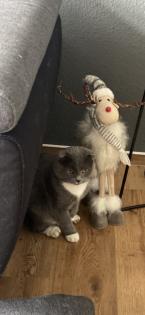 Süßer scottish fold Kater in liebevolle Hände