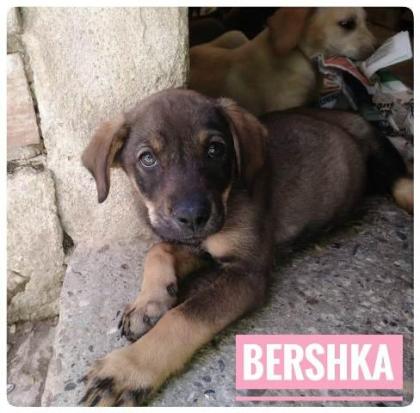 Bershka - Munteres Mitglied einer Großfamilie sucht dringend ihr Körbchen