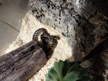 Tigerpython 0. 1 von 22 erworben bei MS reptilien