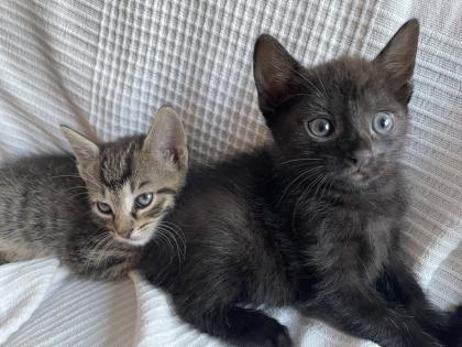 Katzen Babys abzugeben