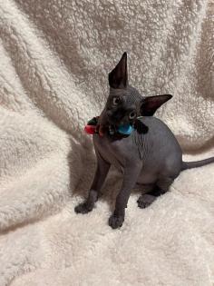 Kanadische Sphynx Kitten