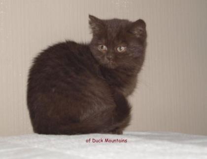 BKH-Kitten in Chocolate