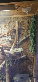 3 Leguane inkluisive Terrarium