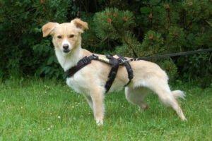GREATA - weiblich 4 Jahre 44 cm 9 kg Mix Gechipt Kastriert