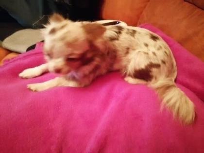 Hunde suchen dringend ein neues Zuhause
