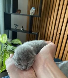 3 Zuckersüße BKH Kitten