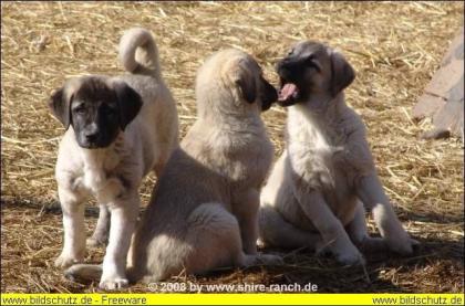 Wunderschöne reinrassige Sivas Kangal Welpen der Wächter Freund für Fam