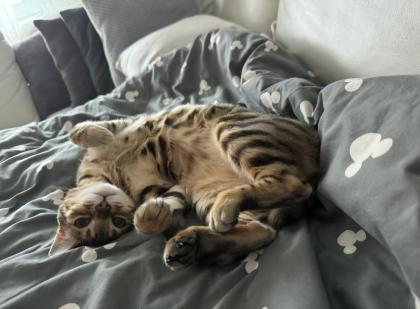 Bengalkatze sucht dringend neues Zuhause