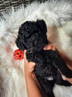 Goldendoodle Mini / Medium Welpen