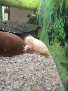 2 Männliche Axolotl Dringend