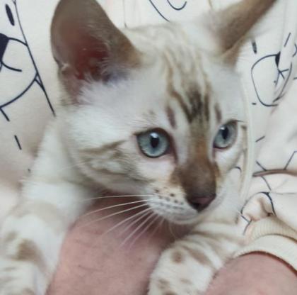 Bengal Kitten snow Katzenbaby seal lynx rosetted tabby