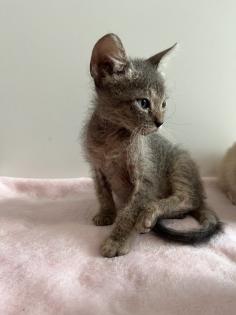 Sphynx Kitten mit Tasthaaren