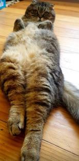 Scottish fold Katze und Kater abzugeben
