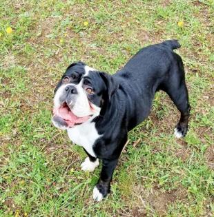 Old english bulldog Welpen OEB Bulldogge